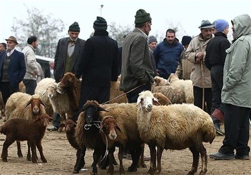 خرمآباد| فروش دام زنده در حاشیه شهرهای لرستان ممنوع است