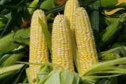 افزایش ۳۰ درصدی قیمت ذرت دامی در یک ماه با توقف واردات از اوکراین