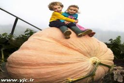 عکس / باور کنید این کدو فوتوشاپی نیست!