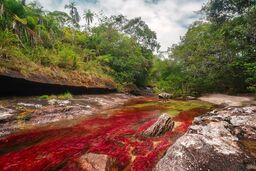 Rio Cano Cristales، رودخانه ی ۵ رنگ و خون آشام / عکس