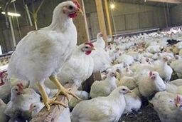 جدول / قیمت انواع مرغ و ماهی