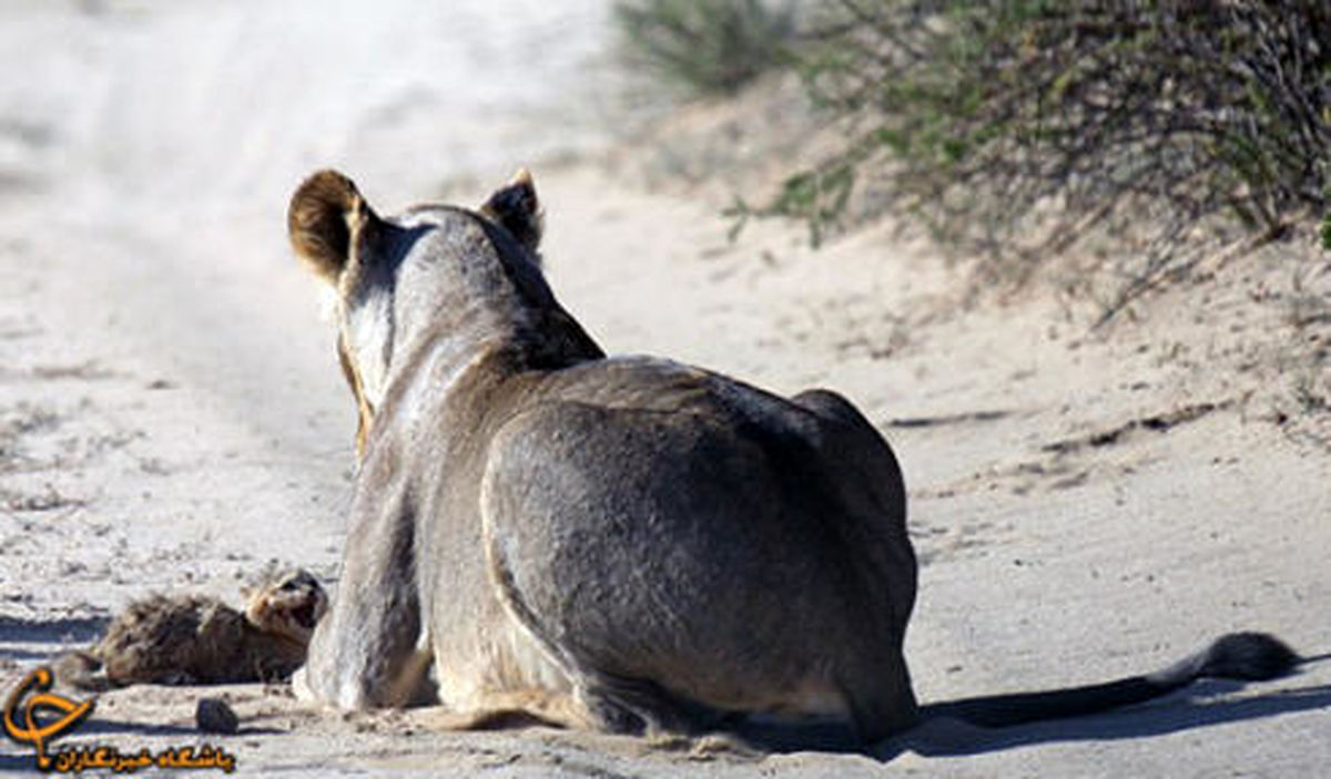 شجاع ترین گربه جهان + تصاویر