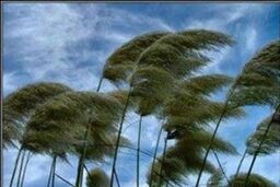 وزش باد شدید فردابعدازظهر در پایتخت