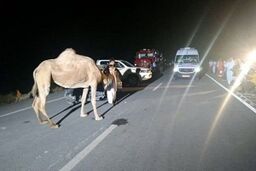تصادف با شتر 5 مصدوم بر جای گذاشت