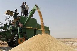  بیش از 200 هزار تن گندم از کشاورزان قزوین خریداری می‌شود