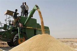  بیش از 200 هزار تن گندم از کشاورزان قزوین خریداری می‌شود