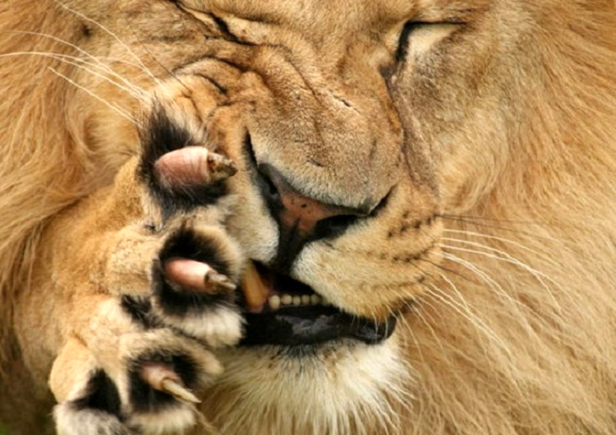 حیوانات چگونه درد را حس میکنند / فیلم