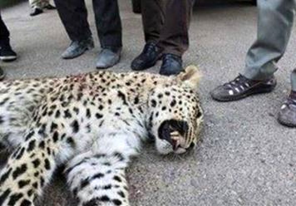 شکارچی پلنگ ابرانی داوطلبانه خود را به پلیس معرفی کرد