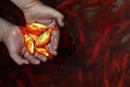 استقرار تانکر های آب در تمام جاده ها برای جمع آوری ماهی های قرمز سفره هفت سین