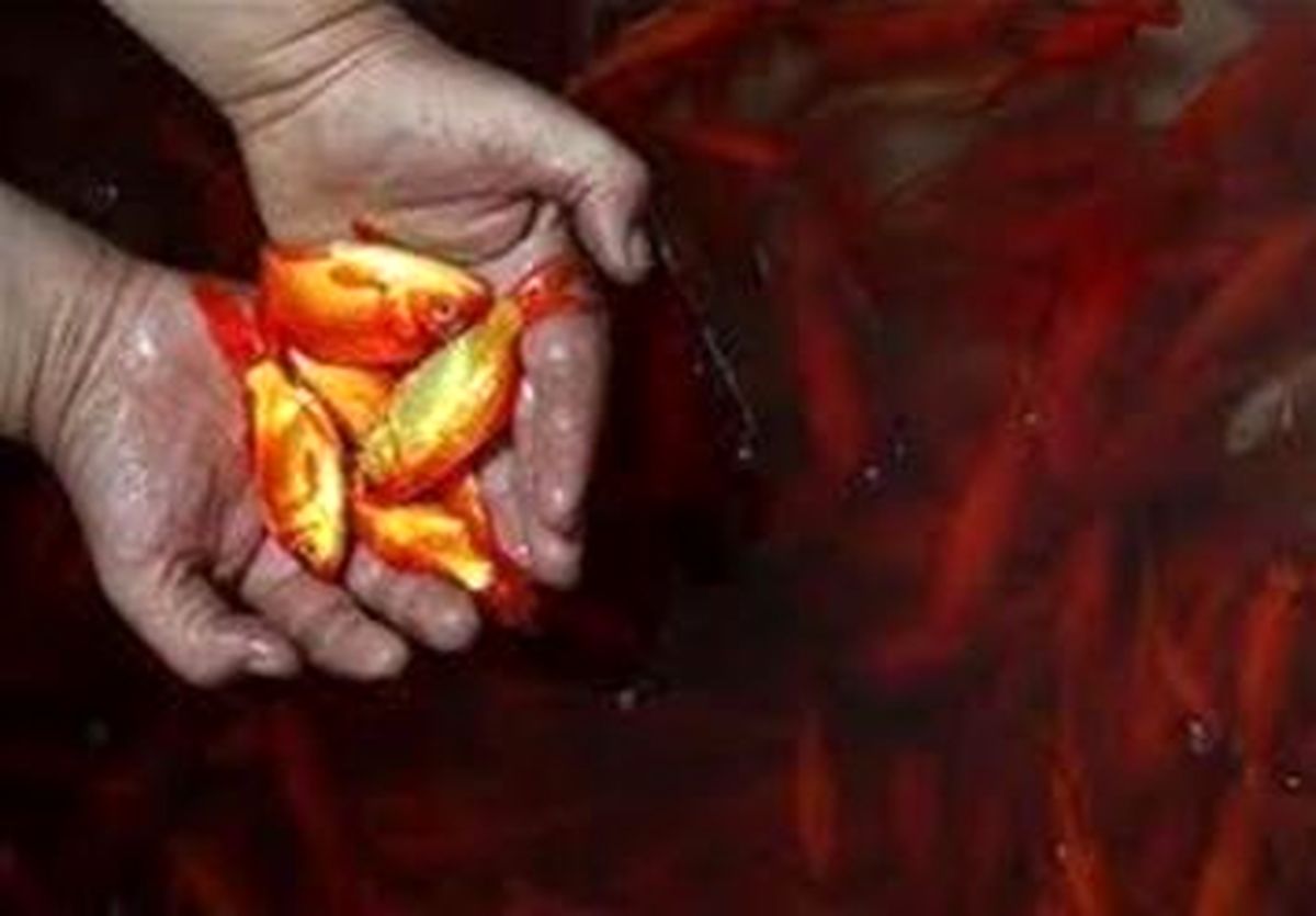 استقرار تانکر های آب در تمام جاده ها برای جمع آوری ماهی های قرمز سفره هفت سین