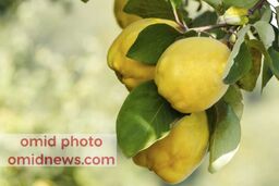 همه آنچه که باید در مورد به بدانید