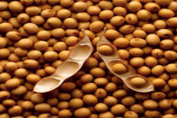 یک خوراکی مفید برای افراد چاق