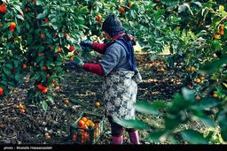 تهدید جدی مگس مدیترانه برای مرکبات باغات شمال