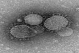 آنتی بادی هایی برای مقابله با بیماری مرس