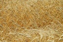 تامین اعتبار ۱۱ هزار میلیارد تومانی برای خرید تضمینی گندم در سال ۹۳