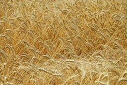 تامین اعتبار ۱۱ هزار میلیارد تومانی برای خرید تضمینی گندم در سال ۹۳