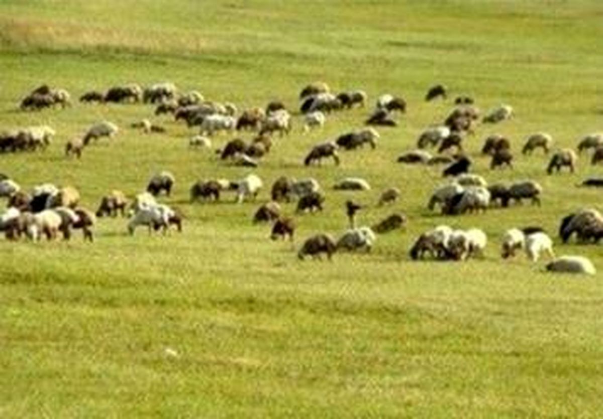 اجاره مراتع ارمنستان توسط ایران منتفی شد