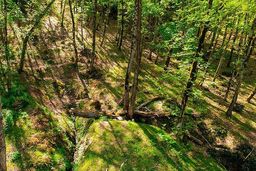 حلقه‌های تهدید بر جنگل‌های هیرکانی