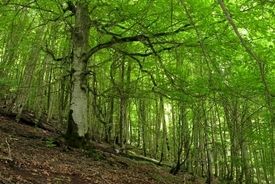  بحران آب در کشور جدی است/روزانه ۵۰۰هکتار جنگل از دست می‌دهیم 