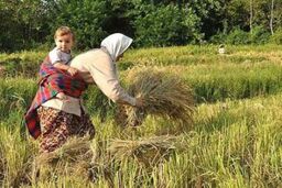 علیزاده شایق: اقتصاد مقاومتی در وزارت جهاد کشاورزی در ۳ اقدام مهم خلاصه می شود