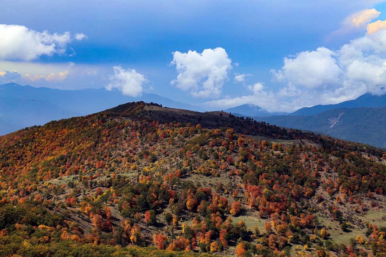 خطر خروج جنگل‌های هیرکانی از فهرست میراث جهانی