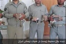 ۳۹ پرنده وحشی در بازار پرندگان خلیج شهر تهران کشف و ضبط شد