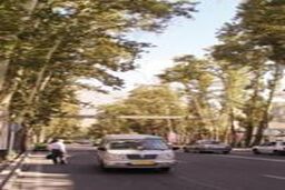 چنارهای تهران، عامل اصلی آلرژی شهروندان