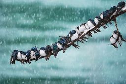 هواشناسی؛ بارش برف و باران در 16 استان/ هشدار کاهش محسوس دما