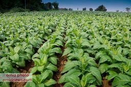واکسن کرونا با برگ تنباکو ساخته می‌شود