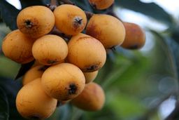 خواص ازگیل ژاپنی و خاصیت درمانگری بالای آن