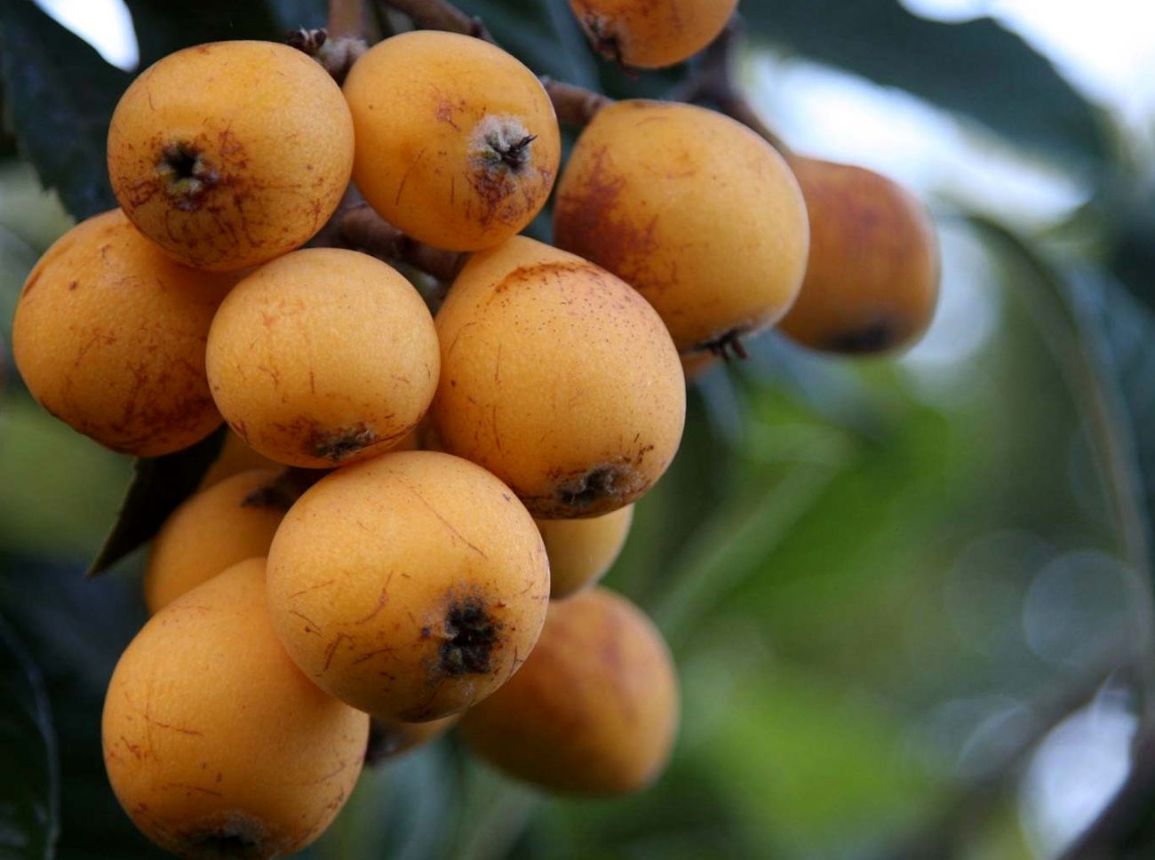 خواص ازگیل ژاپنی و خاصیت درمانگری بالای آن