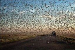 فائو طغیان ملخ دریایی در ایران را ردیابی می کند