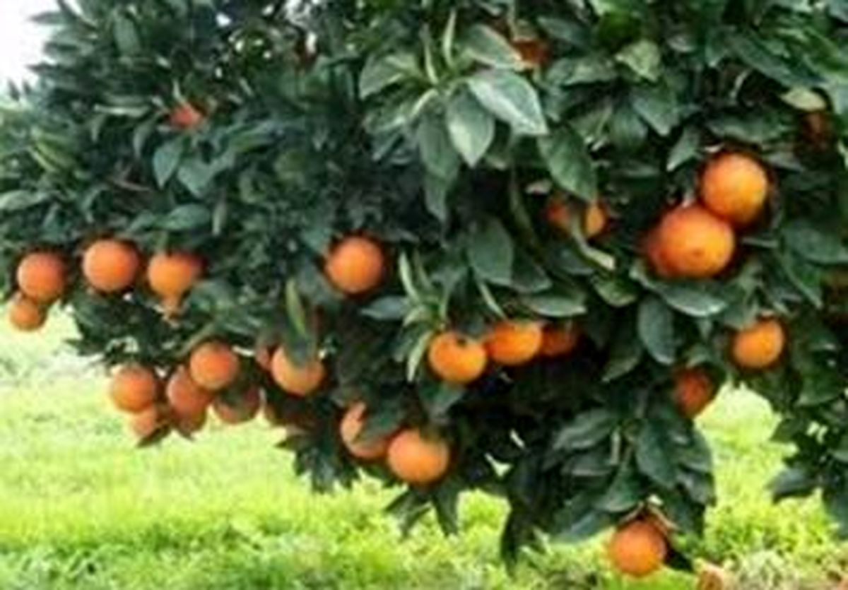 خاک پر برکت همیار ماندگار باغ ایرانی