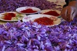 ارز آوری ۴۰۰ میلیون دلاری زعفران برای کشور با رفع موانع تولید و صادرات