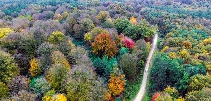 گردشگری مسئولانه؛ پیشران حفاظت از جنگل‌های هیرکانی