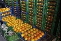 مشکل کمبود یا گرانی میوه در روزهای سپری شده از نوروز ۹۳ نداشتیم